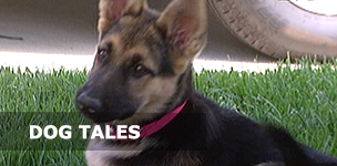 Dog Tales dog